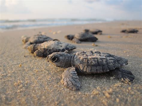 Kemps Ridley Turtle Sea Turtle Species — The State Of The Worlds