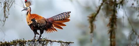 Canje Pheasant Images Browse 2710 Stock Photos Vectors And Video