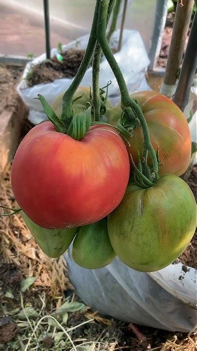 Томат сорт Батяня. #сезон2023 #рассада #томаты - YouTube