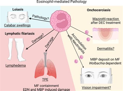 Frontiers Eosinophils In Filarial Infections Inducers Of Protection