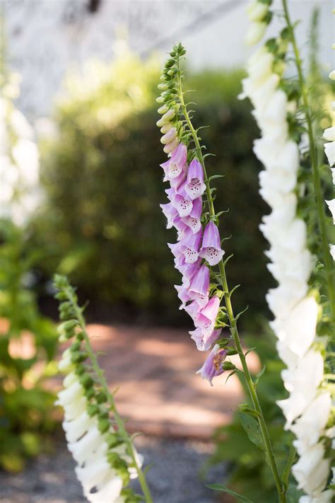 Foxgloves: Rethinking a Fickle Flower - Gardenista