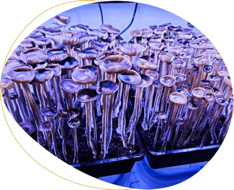 Jedi Mind Fuck Mushroom Strain What To Expect Mind Mend