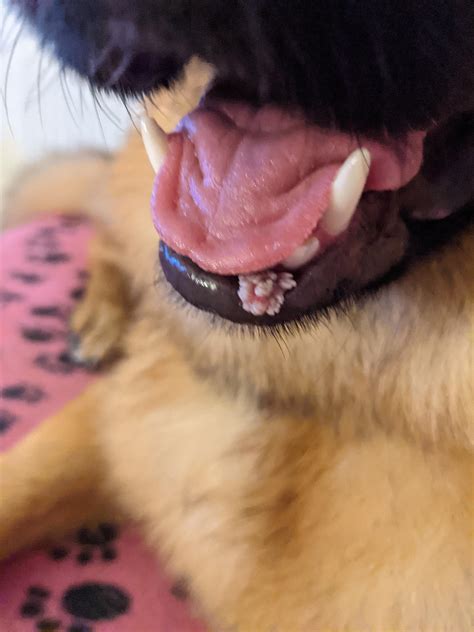Growth in dog's mouth - any ideas? More info in comment. : r/DogAdvice