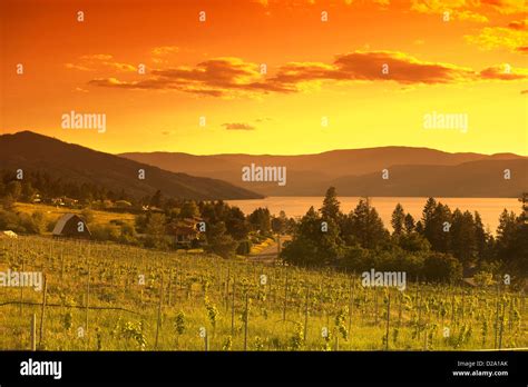 Vineyard Summerhill Pyramid Winery Kelowna Okanagan Valley British