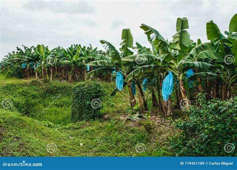 banana plantation costa rica map