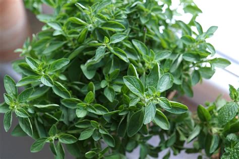 Italian Oregano Seeds Origanum Vulgare Wild Marjoram Perennial Non