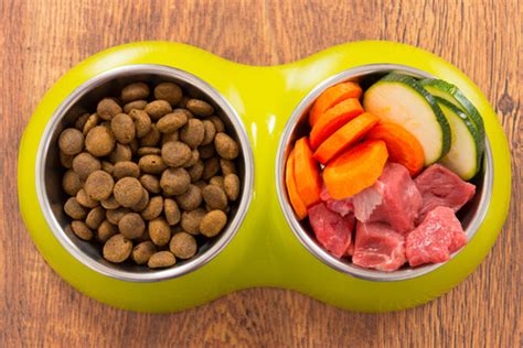 Should You Switch to Organic Pet food? - My Animals