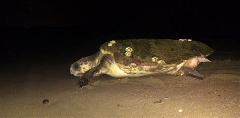 Caretta Carettalar Bu Yıl Iki Hafta Gecikti Toplam Yuva Sayısı 35 Oldu