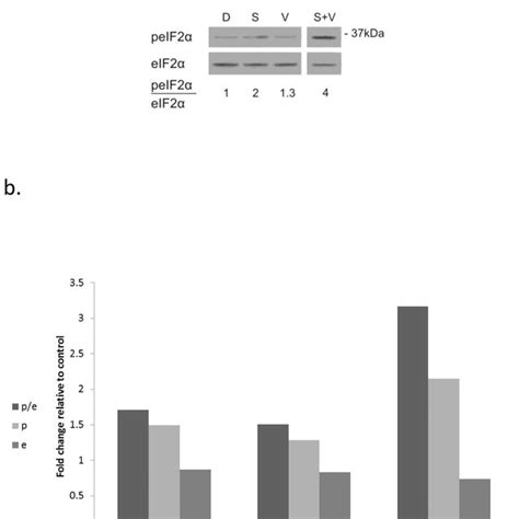 Combined Treatment Of Salubrinal And Vorinostat Increases Eif