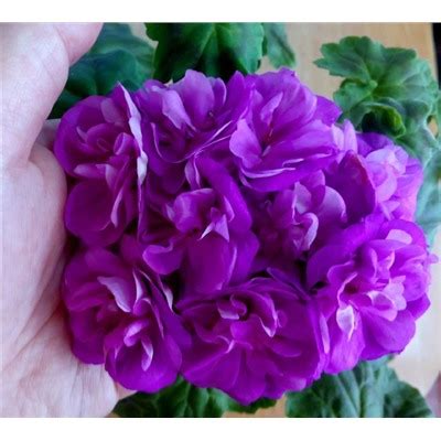 Пеларгония гибридная Lilac Star купить, отзывы, фото, доставка - sp ...