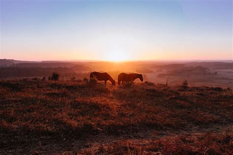 The Best Hikes And Walks In New Forest Outdooractive