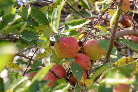 Best Chattanooga Apple Orchards and Apple Picking - Exploring Chatt
