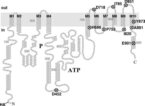 Truncations Of Pma1 H Atpase A Topological Model Shows The