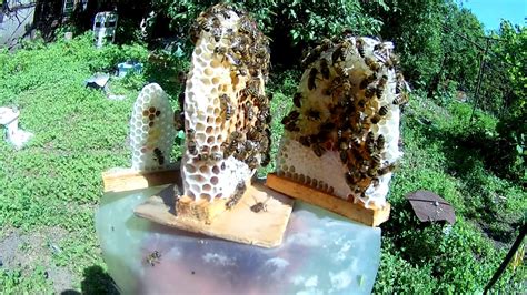 Наши нуклеусы. - YouTube