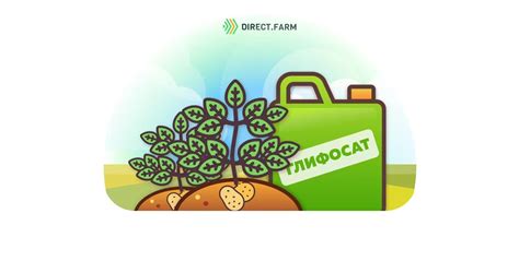 Глифосат на картофеле