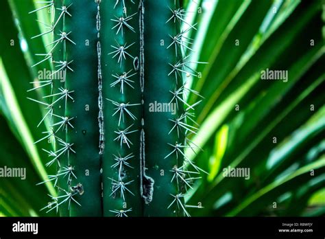 Cactus Costa Fotos Und Bildmaterial In Hoher Auflösung Alamy