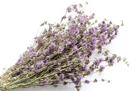 Мята болотная, пеннироял или блошиная: фото и описание, эфирное масло ...