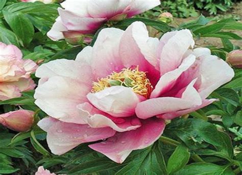 Пион Пастель Лилас (Paeonia itoh Pastel Lilas). ИТО-гибрид. Ранний ...