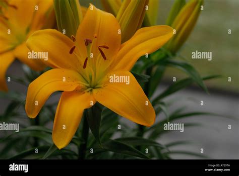Lily Lilium Citronella Hi Res Stock Photography And Images Alamy