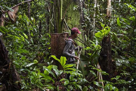 Grilagem Amea A Reserva Extrativista Arapixi No Amazonas