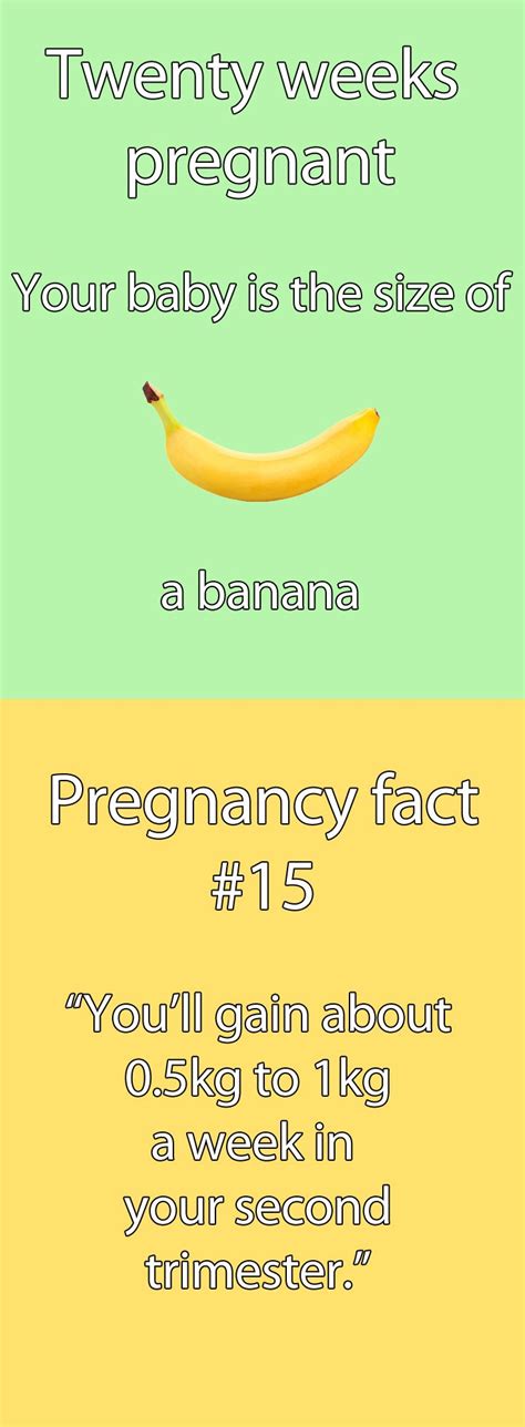 What To Expect At 20 Weeks Pregnant Week By Week Pregnancy Calendar