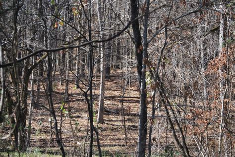 Through The Lens Naked Woods