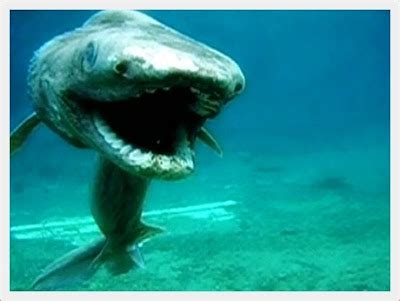 Sea Zone: Frilled shark