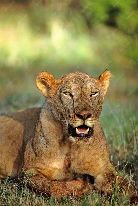 Premium Photo | African lion female panthera lion samburu np kenya africa