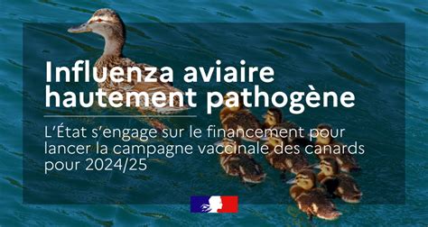 Influenza aviaire hautement pathogène lancement de la campagne