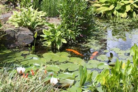 Plante De Bassin Id Es Pour D Corer Votre Petite Oasis