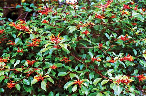 Honeysuckle Description And Major Species Britannica