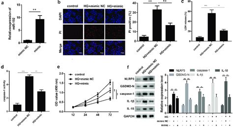 MiR 192 Restrains HG Induced Pyroptosis In RPE Cells ARPE 19 Cells