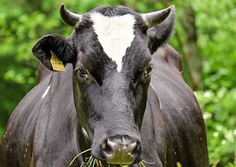 koe - Dierengeluiden