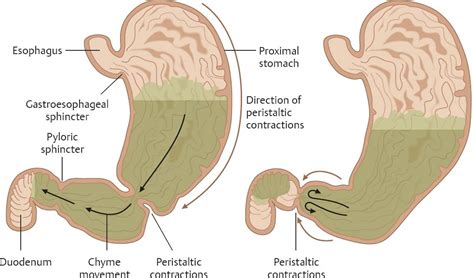 See Cock In Stomach Telegraph