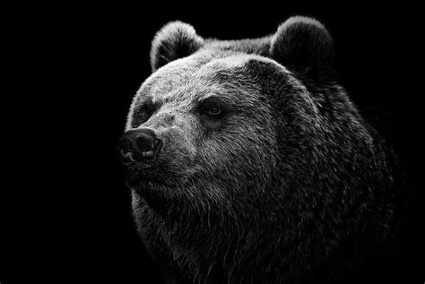 Bear Desktop Wallpaper - WallpaperSafari