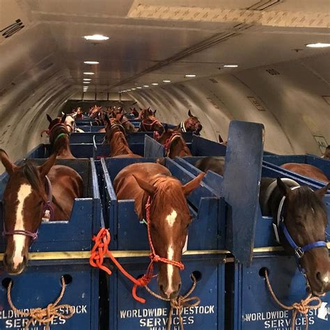service horse airplane