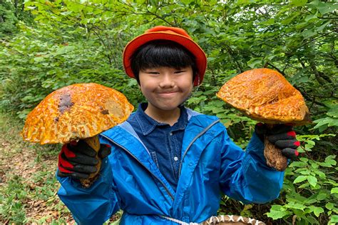 長野でキノコ狩り！旬のおいしい天然キノコが収穫できるツアー8選 Go Nagano 長野県公式観光サイト