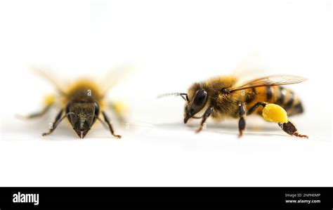 bee front side lateral side isolated white background stock photo alamy