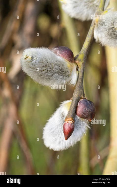 Pussy Willow Salix Caprea Pendula Stock Photo Alamy