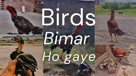 Saray Birds Bimar Ho Gay Ma Bohat Preshan Hu Youtube