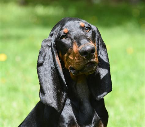 southern hound