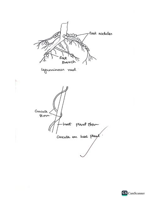 Symbiotic Association in Root Nodules of Leguminous Plants, Cuscuta On ...