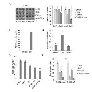 GSK 3 inhibition activates NFκB independently of β catenin and AR A