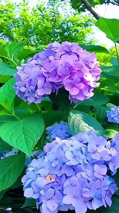 Создать мем "гортензия макрофила, гортензия крупнолистовая спайк ...