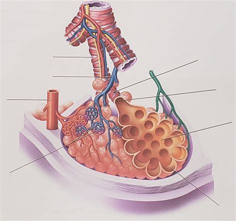 Anatomy Of The Alveolar Sac Diagram Quizlet Sexiz Pix