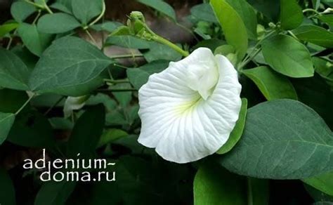 Clitoria TERNATEA 'ALBA' (Клитория): купить 2 семени c доставкой почтой ...