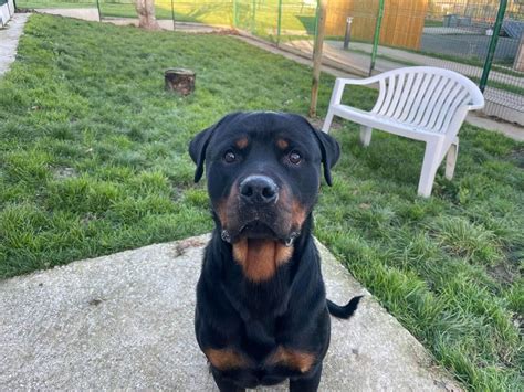 Adoption De Thory R Serv Qcn Ind Finie Chien Rottweiler R Gion