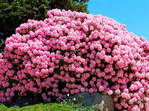 Выращивание рододендронов: посадка, уход, пересадка и размножение, фото ...