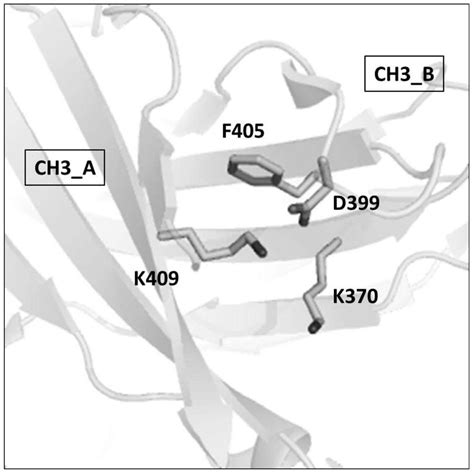 heterodimer formed  ch structural domain transformation induction