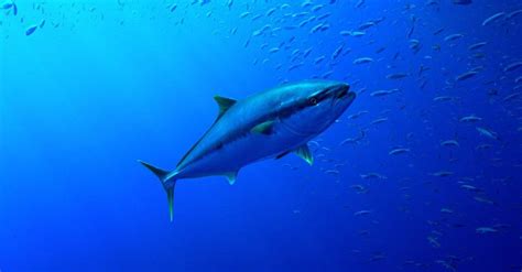 Tuna Incredible Facts Pictures Az Animals